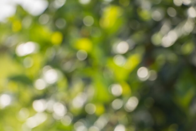 Bokeh von Baum-Blättern für Naturhintergrund