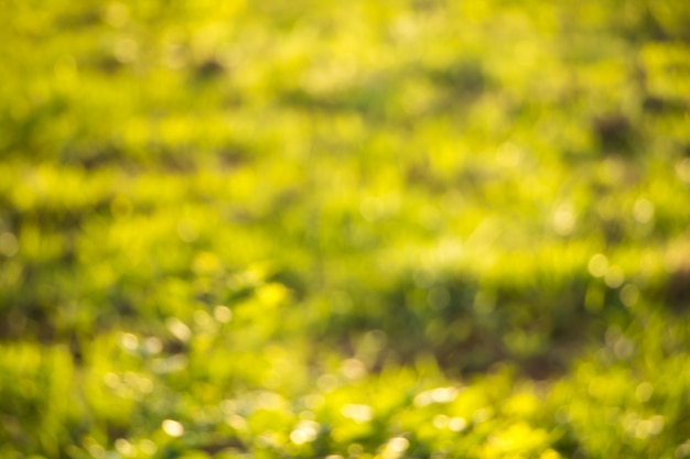 Bokeh von baum-blättern für naturhintergrund