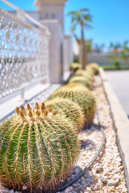 Bola de cactus echinocactus grusonii en el jardín. Suculento cactus barril dorado de cerca