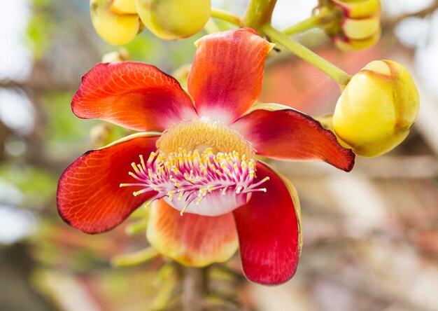 Bola de cañón o flor de sal de la India