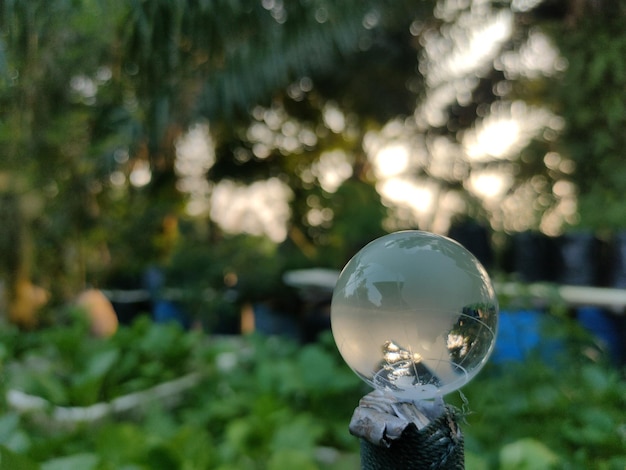 Bola de cristal de tierra con amanecer y fondo de planta verde