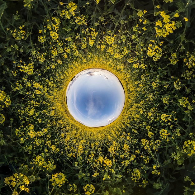 Bola de céu azul cercada por flores amarelas violadas Inversão do pequeno planeta transformação do panorama esférico 360 graus Curvatura do espaço