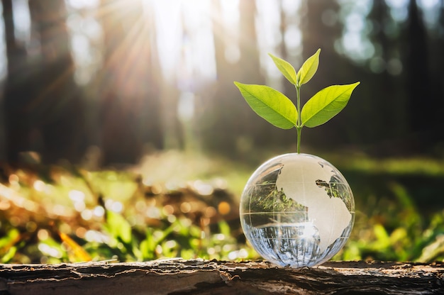 Bola de globo de cristal con árboles en crecimiento y naturaleza verde. concepto del día de la tierra ecológica