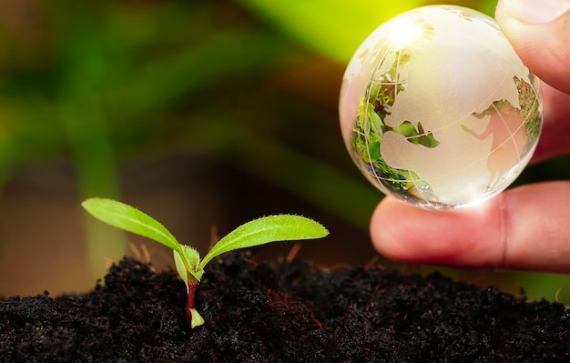 Bola de globo de cristal en la mano con el crecimiento de los árboles y la naturaleza verde desenfoque de fondo el concepto del día de la tierra ecológica