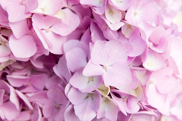 Bola de hortensia amarillo-rosa con luz solar. Fondo floreciente de verano