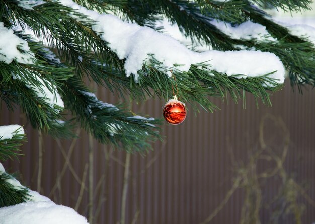 Bola de Navidad roja colgando de una rama de pino cubierto de nieve.
