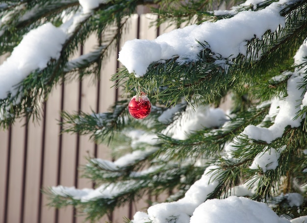 Bola de Navidad roja colgando de una rama de pino cubierto de nieve.