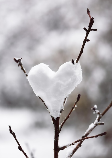 Foto bola de nieve en forma de corazón colgada en un árbol en el jardín de invierno amor de san valentín