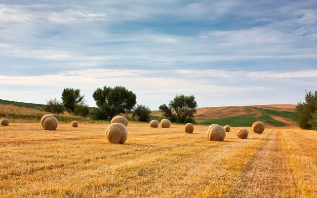 Bola de paja en el campo en España