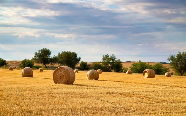 Bola de paja en el campo en España