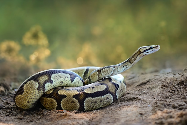 Bola python cobra na grama em uma floresta tropical