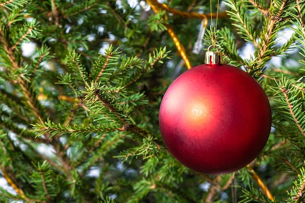 Bola vermelha fosca em galhos de árvore de natal natural