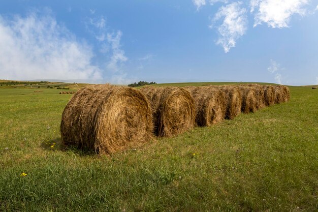 Bolas de feno no campo no final do verão agricultura agrícola