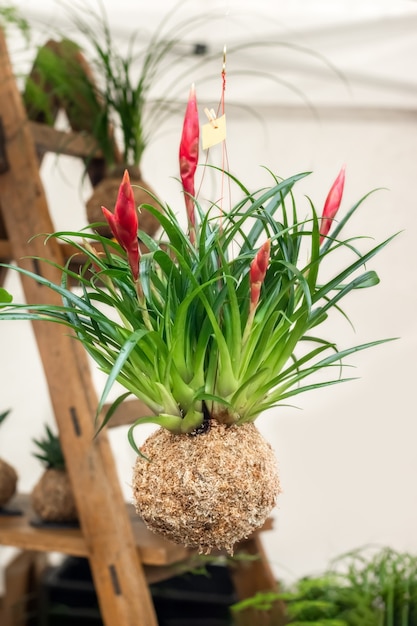 Foto bolas de kokedama com plantas tillandsia em um fundo branco