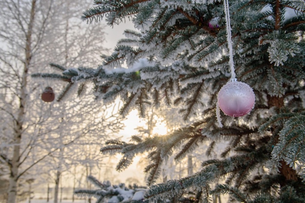 Bolas de Natal em um galho de árvore coberto de neve. Brinquedo rosa em um pinheiro com geada com o sol poente. Foco seletivo.