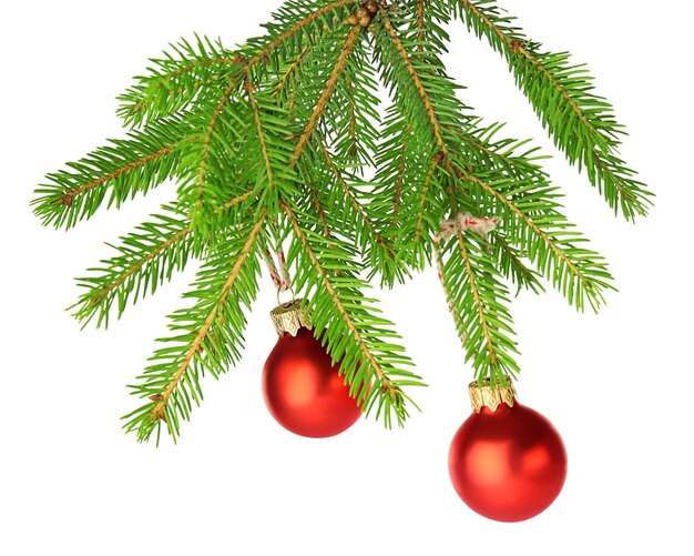 Bolas de Navidad colgando de la rama de un árbol de abeto, aislado en blanco