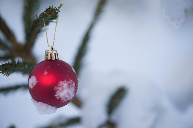 bolas rojas de navidad en un pino cubierto de nieve fresca en un hermoso atardecer de invierno