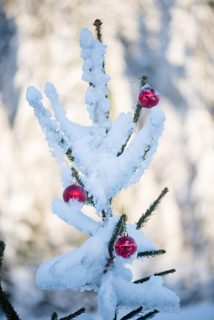 bolas vermelhas de natal no pinheiro coberto de neve fresca no belo pôr do sol do dia de inverno