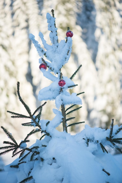 bolas vermelhas de natal no pinheiro coberto de neve fresca
