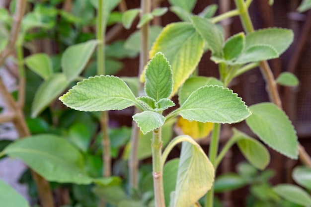 Boldo-Blatt in einem Garten in Rio de Janeiro