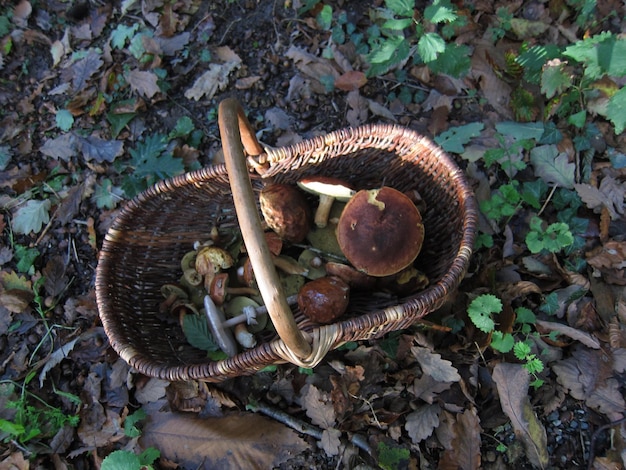 Bolet de cogumelo em uma cesta em uma floresta