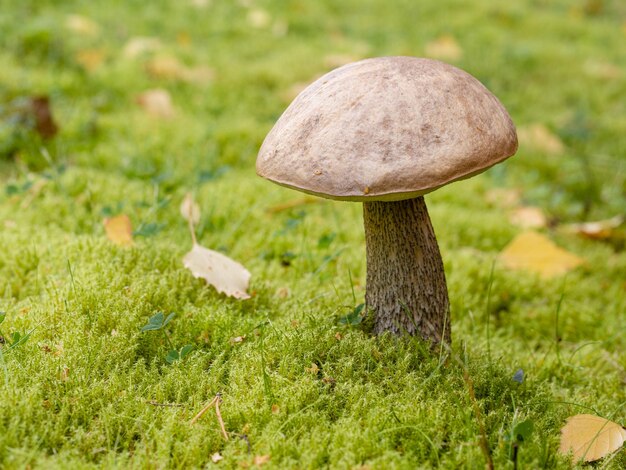 Bolete de abedul seta de abedul boletus áspero o hongo de gorra marrón en musgo verde