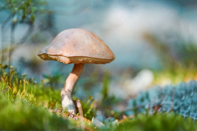 Bolete alaranjado bonito do leccinum do vidoeiro na floresta do outono. Cogumelo Leccinum versipelle no líquen de musgo Cladonia rangiferina.