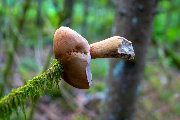 Bolete amargo Tylopilus felleus en rama de abeto en el bosque