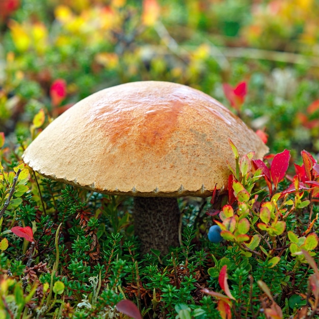 Bolete de bétula Leccinum scabrum cogumelo comestível na tundra no outono Península de Kola Rússia