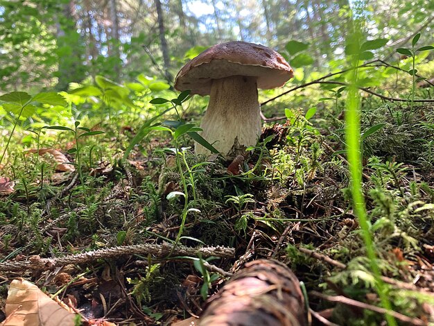 Boleto de cogumelo na floresta