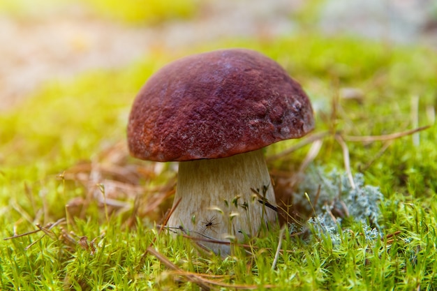 Boleto de cogumelos crescendo na floresta. Cogumelos Cep Do Outono. Colheita De Cogumelos.