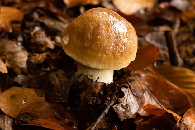 Boleto joven después de la lluvia en otoño en el bosque