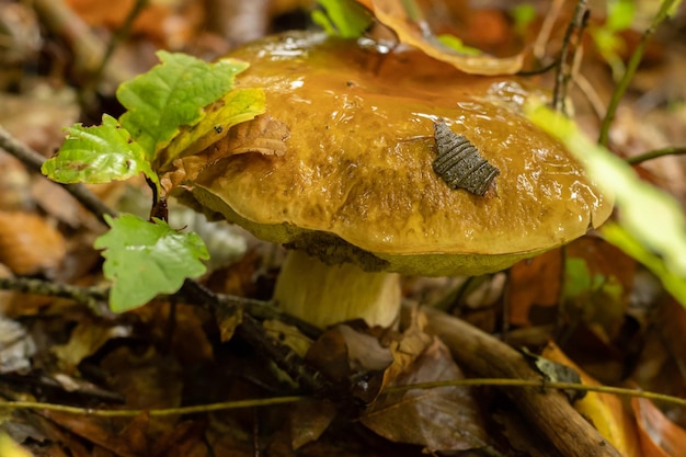 Boleto joven después de la lluvia en otoño en el bosque