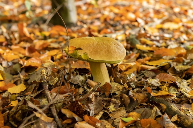 Boleto joven después de la lluvia en otoño en el bosque