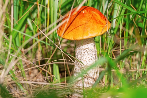 Boleto de la seta del bosque que crece en naturaleza entre hierba verde.