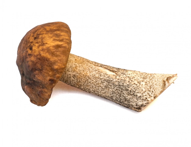 Boletus aislado en blanco