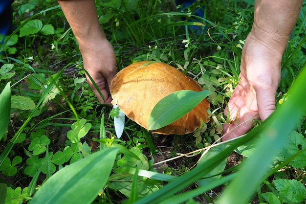 Boletus aspen redhead una especie de hongos del género Leccinum Obabok Leccinum Un sombrero marrón rojo anaranjado y pulpa de hongo de color azul en el corte Tallo grueso y carne densa del sombrero Manos