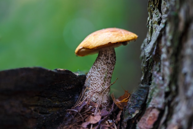 Boletus de casquillo anaranjado de la seta del bosque en la hierba.