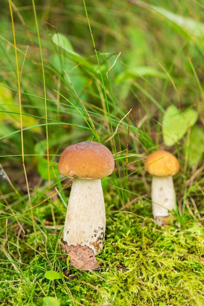 Boletus creciendo en el bosque