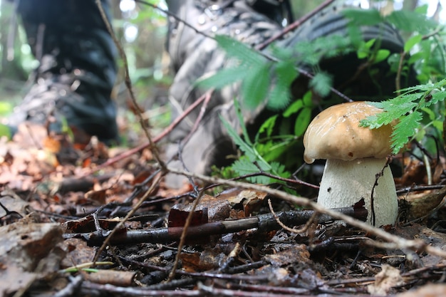 Boletus crescendo homem