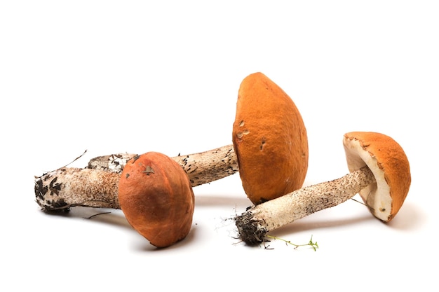 Boletus de capa marrom isolado em fundo branco É um alimento de dieta vegetariana