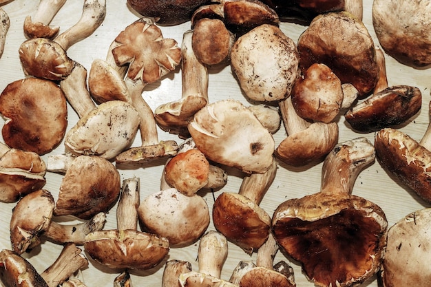 Boletus edulis auf einem Tisch aus braunen Brettern Vorbereitung zum Essen