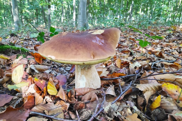 Boletus edulis en el bosque