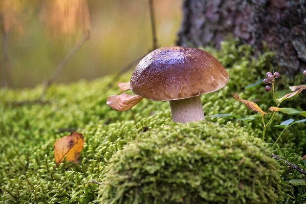 Boletus edulis Cep o hongo penny bun que crece en el bosque rodeado de musgo