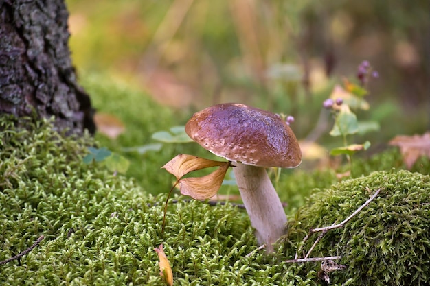 Boletus edulis Cep ou cogumelo penny bun crescendo na floresta