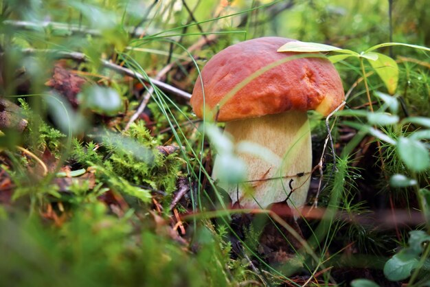 Boletus edulis (cep, penny bun, porcino o porcini) es un hongo basidiomiceto y la especie tipo del género Boletus. Foto tomada en Karelia, Rusia