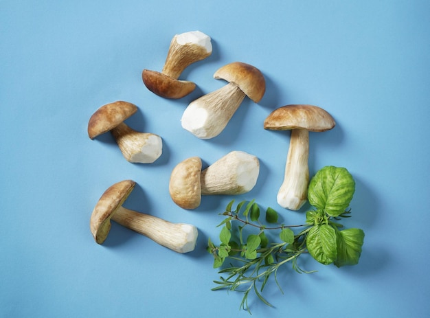 Boletus edulis comestível, cogumelos Porcino em fundo azul, composição mínima. Vista do topo. Outono ainda vida.