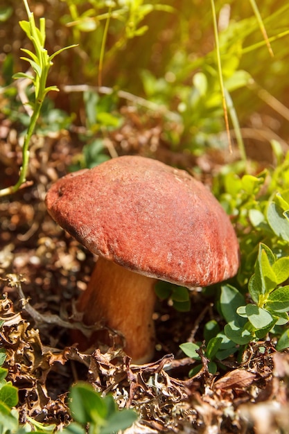 Boletus edulis o cep penny bun porcino o bolete rey