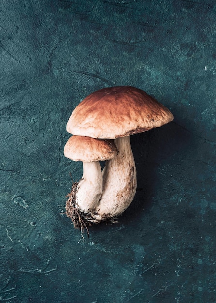 Boletus edulis Pilz auf dunklem Hintergrund Kopierraum Top-View Bio-Waldnahrung essbar frisch gepflückt Porcini-Pilz Herbsternte-Konzept Cep-Pilzpflück