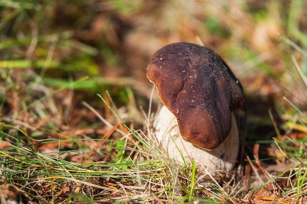 Boletus edulis seta de cerca. Boletus edulis seta en el bosque.